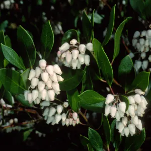 Arctostaphylos (Manzanita), Santa Barbara Botanic Garden