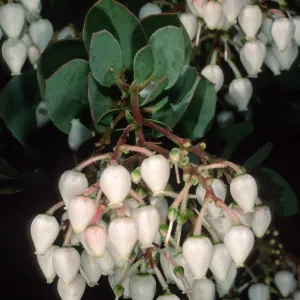 Arctostaphylos (Manzanita), Santa Barbara Botanic Garden