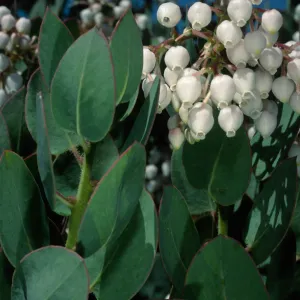 Arctostaphylos (Manzanita), Santa Barbara Botanic Garden