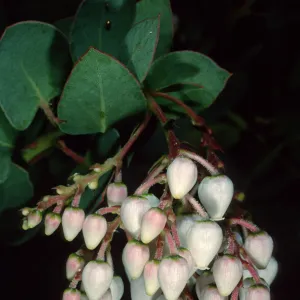 Arctostaphylos (Manzanita), Santa Barbara Botanic Garden
