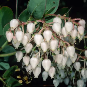 Arctostaphylos (Manzanita), Santa Barbara Botanic Garden