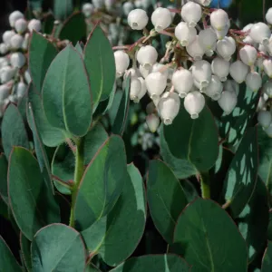 Arctostaphylos (Manzanita), Santa Barbara Botanic Garden
