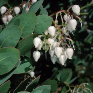 Arctostaphylos (Manzanita), Santa Barbara Botanic Garden