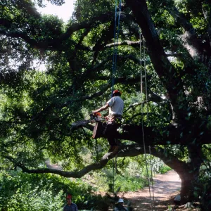 M. Gonzalez trimming oak in Canyon Section, Santa Barbara Botanic Garden