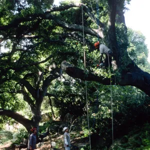 M. Gonzalez trimming oak in Canyon Section, Santa Barbara Botanic Garden