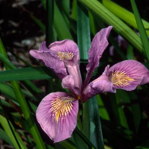 Iris, Santa Barbara Botanic Garden