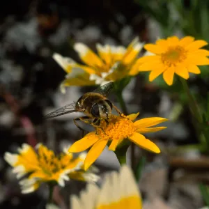 fly, Lasthenia, Santa Barbara Botanic Garden, 