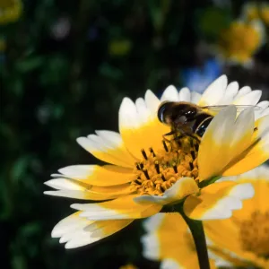 fly, Layia (tidy tips), Santa Barbara Botanic Garden