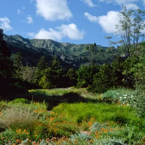meadow, Santa Barbara Botanic Garden 