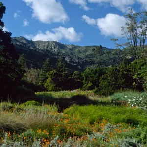 meadow, Santa Barbara Botanic Garden