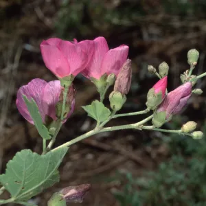 Malacothamnus, Santa Barbara Botanic Garden