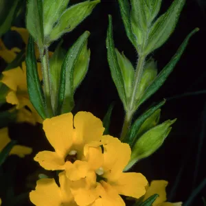 Mimulus, Santa Barbara Botanic Garden
