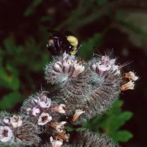 Bumble Bee on Phacelia, Santa Barbara Botanic Garden