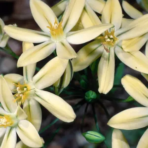 Triteleia ixioides subspecies scabria, Campbell Trail, Santa Barbara Botanic Garden