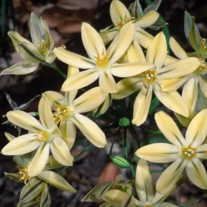 Triteleia ixioides subspecies scabra, Campbell Trail, Santa Barbara Botanic Garden