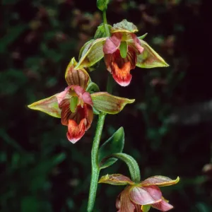 Epipactis gigantea, Arroyo Section, Santa Barbara Botanic Garden