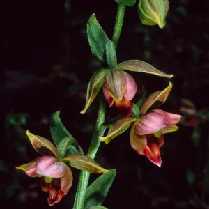 Epipactis gigantea, Arroyo Section, Santa Barbara Botanic Garden