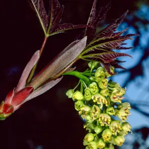 Acer macrophyllum, Santa Barbara Botanic Garden