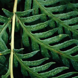 Woodwardia fimbriata, Arroyo Section, Santa Barbara Botanic Garden