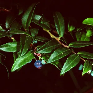 Vaccinium ovatum, Arroyo Section, Santa Barbara Botanic Garden