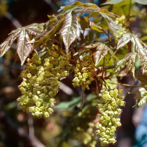 Acer Macrophyllum, Santa Barbara Botanic Garden