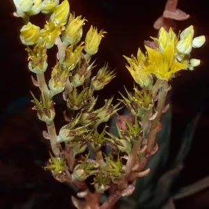 Dudleya traskiae, grown at Santa Barbara Botanic Garden