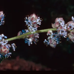 Ceanothus arboreus, Island Section, Santa Barbara Botanic Garden