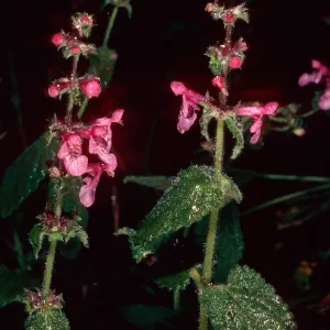 Stachys bullata, Santa Barbara Botanic Garden