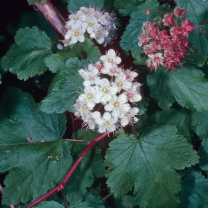 Physocarpus capitatus, Arroyo Section, Santa Barbara Botanic Garden