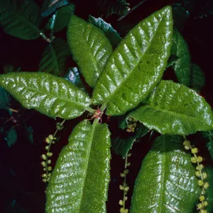 Quercus tomentella, Santa Barbara Botanic Garden