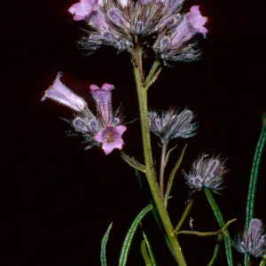 Eriodictylon capitatum, Santa Barbara Botanic Garden