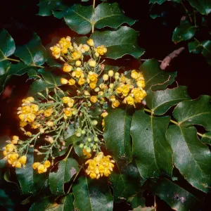 Mahonia pinnata insularis (=Berberis), Santa Barbara Botanic Garden