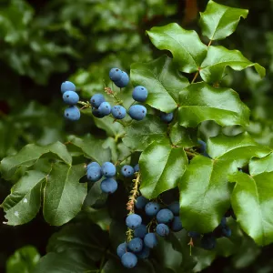 Mahonia pinnata insularis, Santa Barbara Botanic Garden
