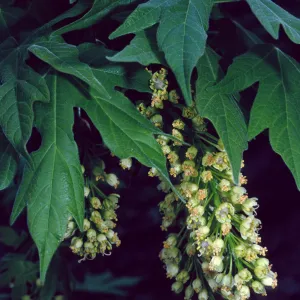 Acer Macrophyllum, West fork of Cold Springs Trail, Santa Ynez Mountains