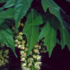 Acer Macrophyllum, West fork of Cold Springs Trail, Santa Ynez Mountains