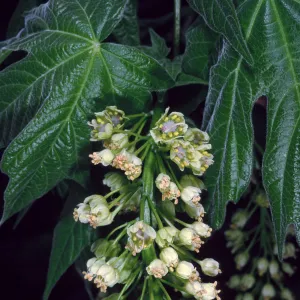 Acer Macrophyllum, West fork of Cold Springs Trail, Santa Ynez Mountains