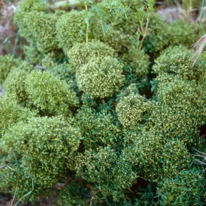 Galium catalinensis acrispum, SCI-230, Δ Jack, San Clemente Island