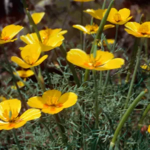 Eschscholzia ramosa, San Clemente Island