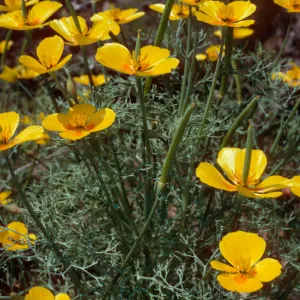 Eschscholzia ramosa, San Clemente Island