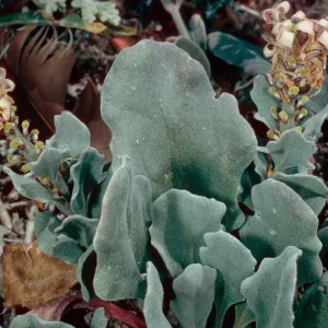 Dithyrea maritima, East of Seal Beach, Southwest end, San Nicolas Island