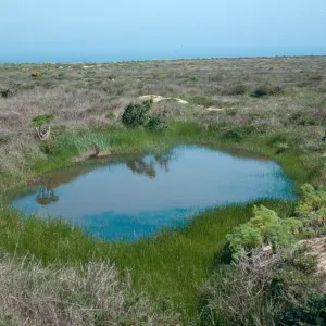 vernal pool, just West of airfield, San Nicolas Island