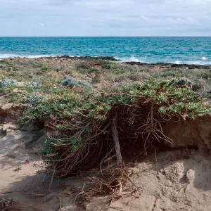 exposed root, Haplopappus venetus, West of Daytona Beach, San Nicolas Island
