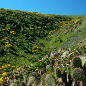 Cave Canyon, Santa Barbara Island