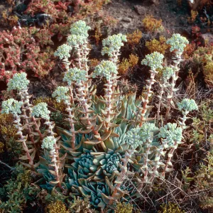 Dudleya (liveforevers), West of Cat Canyon, Santa Barbara Island