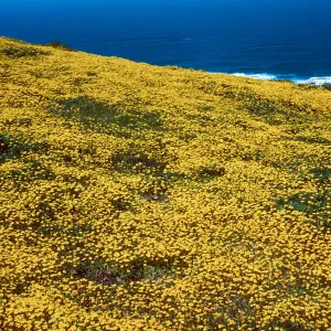 Lasthenia, Cliff Canyon, note: used for Sea World display, Santa Barbara Island