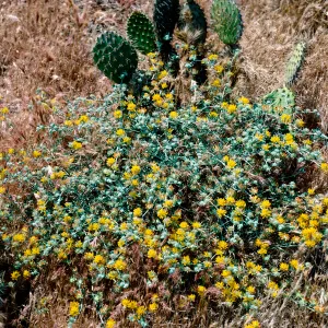 Lotus arcophyllus v. ornithopus, main fork - Graveyard Canyon, Santa Barbara Island