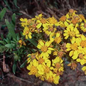 Hemizonia clementina, Santa Barbara Island