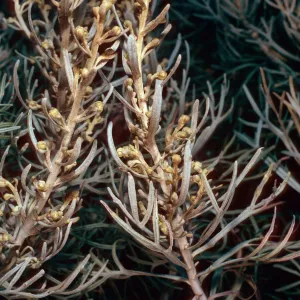 Artemisia californica variety insularis, above head of Cave Canyon, Santa Barbara Island