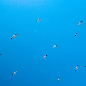 gulls, West slope, Santa Barbara Island