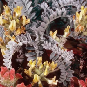 Astragalus traskiae, Arch Point Trail, Santa Barbara Island